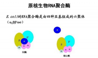 RNA聚合酶能够自由进入核孔吗? rna聚合酶能够自由进入核孔吗