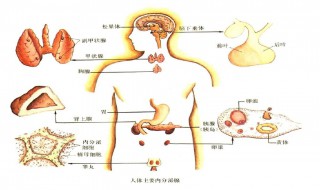 神经系统内分泌系统的总结（神经系统内分泌系统的总结与体会）