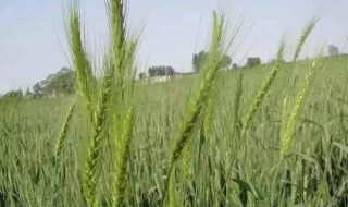 小麦拔节期可以打除草剂吗 小麦拔节能打除草剂吗