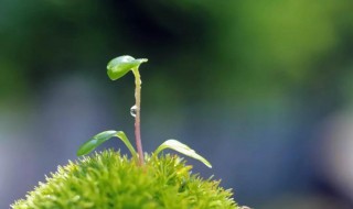 雨水节气养生短信 雨水节气养生短信有哪些