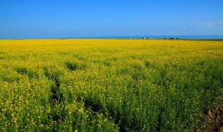 青海油菜花几月份开（青海油菜花几月份开花）