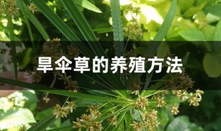 旱伞草的养殖方法（旱伞草的养殖方法视频）