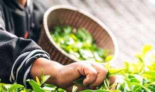 茶树的种植方法 茶树的种植方法视频