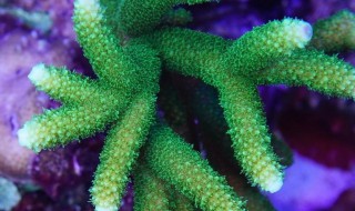 珊瑚虫的养殖方法 珊瑚虫的养殖方法和注意事项