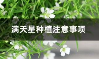 满天星种植注意事项 满天星的种植方法及时间