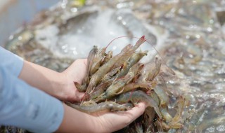 氰戊菊酯迷虾入笼方法（氯氰菊酯可以迷虾吗）