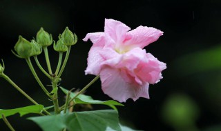 芙蓉花什么时候开 成都芙蓉花什么时候开