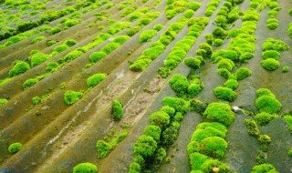 苔藓是怎么形成的 苔藓是怎么形成的图片