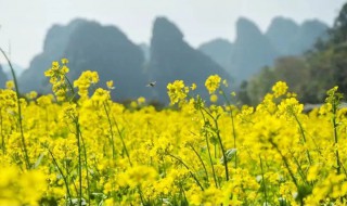 油菜花和桃花谁先开花 桃花和油菜花开花期