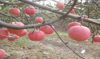 众成一号苹果树苗在栖霞什么地方（众城一号苹果苗）