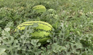 华北地西瓜种植时间 北方地区西瓜种植时间