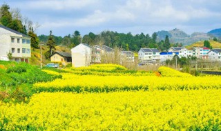 油菜花几月份开 曲靖油菜花几月份开