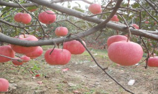 自根砧苹果苗木标准（矮化自根砧苹果苗木）