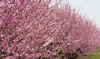 重瓣榆叶梅花语是什么（重瓣榆叶梅的花语）