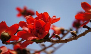 木棉花的花语 木棉花的花语是什么