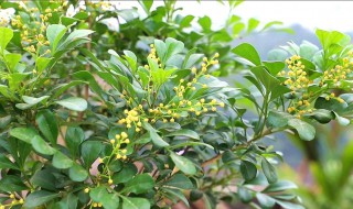 米兰花花语是什么（依米兰花花语）