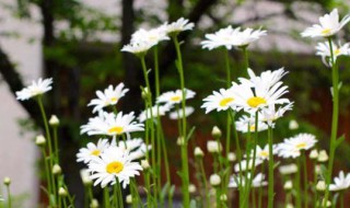 雏菊花语是什么（雏菊）