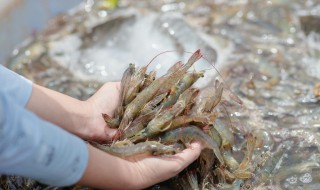 虾拉饵料制作方法 虾拉饵料制作方法大全