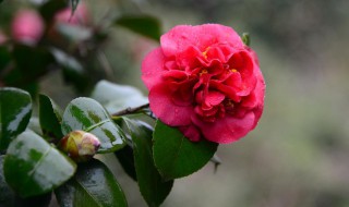 茶花在北方能过冬吗 茶花在北方能过冬吗庭院