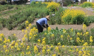 油菜花浇水方法（菜油浇花怎么浇）