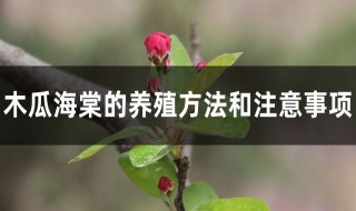 木瓜海棠的正确养殖方法（木瓜海棠的正确养殖方法图解）