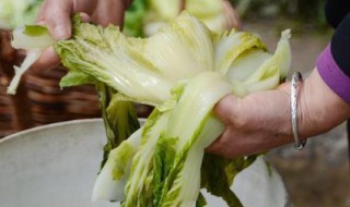 甘肃麻菜的腌制方法（甘肃麻菜的腌制方法和配方）