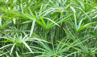 新养水竹的方法 新养水竹的方法有哪些