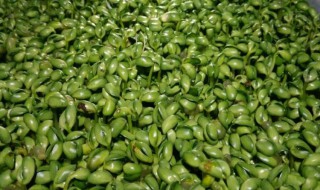 青绿颜色豆芽种植方法（绿色黄豆芽种植方法）