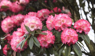 马樱花种植时间和方法 马樱花怎么种植