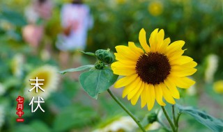 出伏以后还热吗（今年入伏后会不会很热）