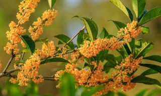 桂花茶怎么做的 桂花茶怎么做的方法