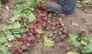 甜菜根应该怎么种 甜菜根应该怎么种呢