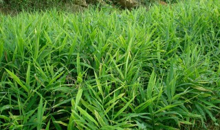 如何种植生姜 如何种植生姜能提高产量和品质