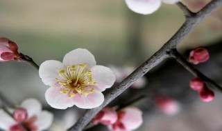 白梅花泡水喝有什么作用 白梅花功效与作用