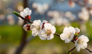 白梅花的寓意（红梅花和白梅花寓意）