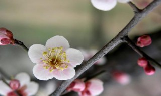 白梅花的功效与作用（白梅花的功效与作用点）