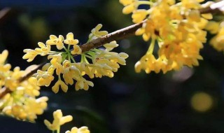 花蕾是由什么和什么构成的? 花蕾和花蕊分别代表什么