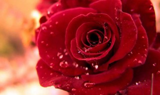 15朵玫瑰花的含义 15朵玫瑰花的含义是什么