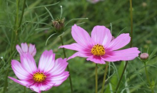 格桑花的花语是什么（格桑花花语是什么?）