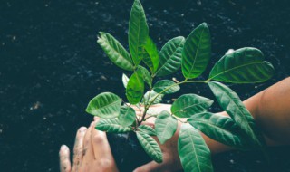 植树幽默说说（植树幽默说说简短）