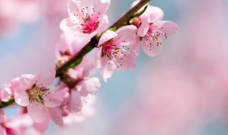关于春分的谚语 关于春分的谚语有哪些
