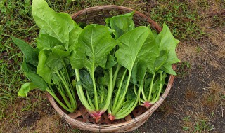 菠菜肉汤怎么做（菠菜肉汤怎么做才好吃）