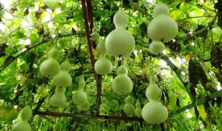 家中阳台种植小葫芦的养殖方法（阳台可以种小葫芦吗）