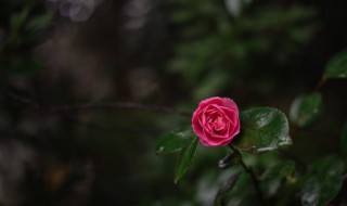 月季花怎么保鲜（月季花怎么保鲜最好）