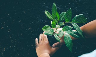 有哪些植物播种方法 有哪些植物播种方法好