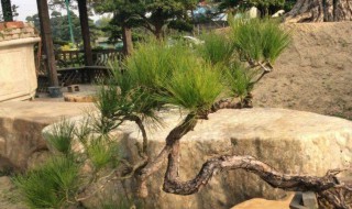 野生山松的种植方法（山松怎样栽培）