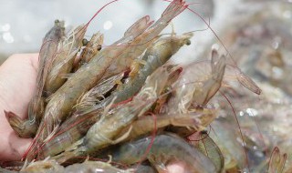 精卤灼草虾怎么做 卤虾怎样做