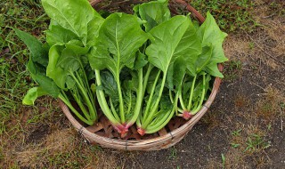 菠菜热量高吗（凉拌菠菜热量高吗）