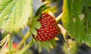 草莓新叶叶脉发黑是什么原因 草莓新叶叶脉发黑是什么原因造成的