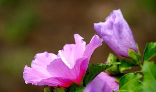 木槿花的寓意及象征 木槿花的寓意及象征意义